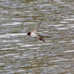 Hirundo neoxena at Gordon, ACT - 25 Aug 2021