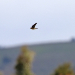 Petrochelidon ariel at Gordon, ACT - 25 Aug 2021 01:27 PM