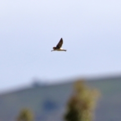 Petrochelidon ariel at Gordon, ACT - 25 Aug 2021 01:27 PM