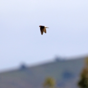 Petrochelidon ariel at Gordon, ACT - 25 Aug 2021 01:27 PM