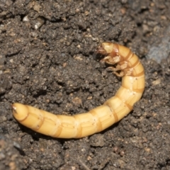 Saragus sp. (genus) (A False Wireworm) at Higgins, ACT - 25 Aug 2021 by AlisonMilton