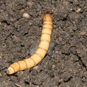 Saragus sp. (genus) at Higgins, ACT - 25 Aug 2021