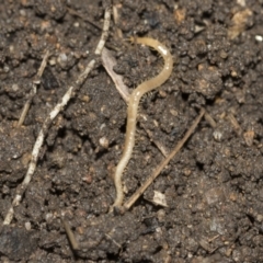 Geophilomorpha sp. (order) (Earth or soil centipede) at Higgins, ACT - 25 Aug 2021 by AlisonMilton