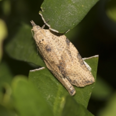 Epiphyas postvittana (Light Brown Apple Moth) at Higgins, ACT - 25 Aug 2021 by AlisonMilton