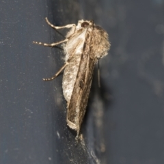 Agrotis munda at Higgins, ACT - 25 Aug 2021 07:16 PM