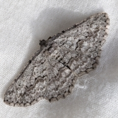 Psilosticha absorpta (Fine-waved Bark Moth) at Higgins, ACT - 25 Aug 2021 by AlisonMilton