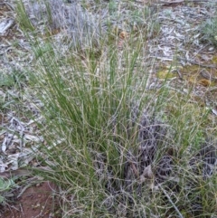 Carex bichenoviana (A Sedge ) at Mount Majura - 25 Aug 2021 by abread111