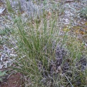 Carex bichenoviana at Majura, ACT - 25 Aug 2021 09:19 PM