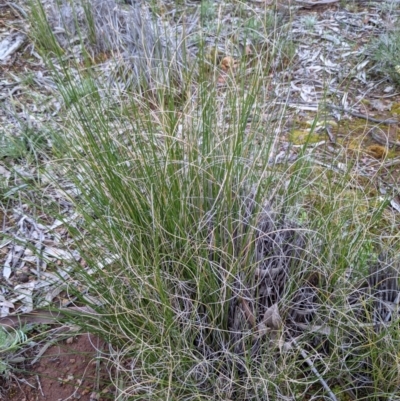 Carex bichenoviana (A Sedge ) at Majura, ACT - 25 Aug 2021 by abread111