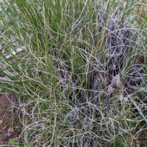 Carex bichenoviana at Majura, ACT - 25 Aug 2021