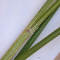 Carex bichenoviana at Majura, ACT - 25 Aug 2021 09:19 PM