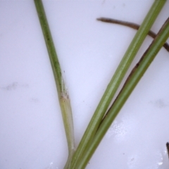 Carex bichenoviana at Majura, ACT - 25 Aug 2021 09:19 PM