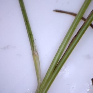 Carex bichenoviana at Majura, ACT - 25 Aug 2021