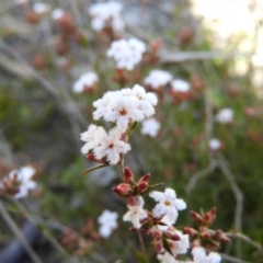 Leucopogon virgatus (Common Beard-heath) at Mount Taylor - 22 Aug 2021 by MatthewFrawley