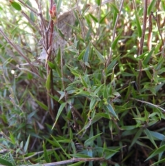 Leucopogon virgatus at Kambah, ACT - 22 Aug 2021