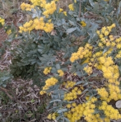 Acacia baileyana (Cootamundra Wattle, Golden Mimosa) at Majura, ACT - 25 Aug 2021 by abread111