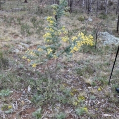 Acacia baileyana at Majura, ACT - 25 Aug 2021