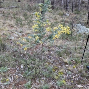 Acacia baileyana at Majura, ACT - 25 Aug 2021 04:03 PM