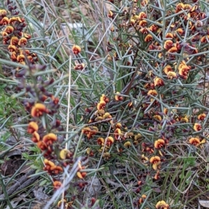 Daviesia genistifolia at Majura, ACT - 25 Aug 2021