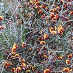 Daviesia genistifolia at Majura, ACT - 25 Aug 2021