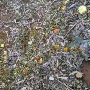 Acacia ulicifolia at Majura, ACT - 25 Aug 2021