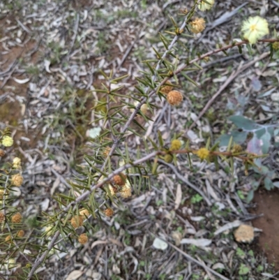 Acacia ulicifolia (Prickly Moses) at Majura, ACT - 25 Aug 2021 by abread111