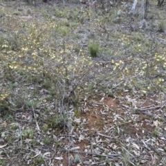 Acacia ulicifolia at Majura, ACT - 25 Aug 2021