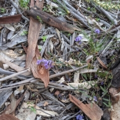 Hovea heterophylla (Common Hovea) at Majura, ACT - 25 Aug 2021 by abread111