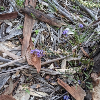 Hovea heterophylla (Common Hovea) at Majura, ACT - 25 Aug 2021 by abread111