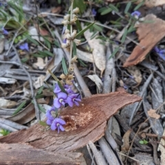 Hovea heterophylla at Majura, ACT - 25 Aug 2021 04:08 PM