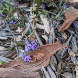 Hovea heterophylla at Majura, ACT - 25 Aug 2021 04:08 PM