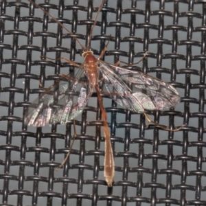 Ichneumonidae (family) at Higgins, ACT - 25 Aug 2021 07:16 PM