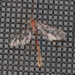 Ichneumonidae (family) (Unidentified ichneumon wasp) at Higgins, ACT - 25 Aug 2021 by AlisonMilton
