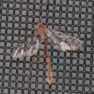Ichneumonidae (family) at Higgins, ACT - 25 Aug 2021