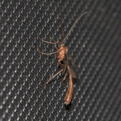 Ichneumonidae (family) at Higgins, ACT - 25 Aug 2021 07:16 PM