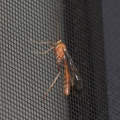 Ichneumonidae (family) at Higgins, ACT - 25 Aug 2021