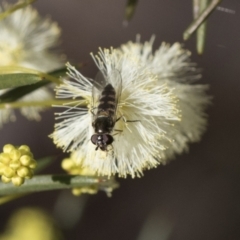 Syrphini (tribe) (Unidentified syrphine hover fly) at Bruce, ACT - 22 Jul 2021 by AlisonMilton