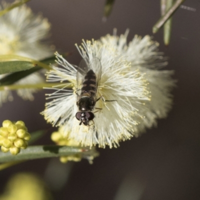 Unidentified Hover fly (Syrphidae) at Bruce, ACT - 22 Jul 2021 by AlisonMilton