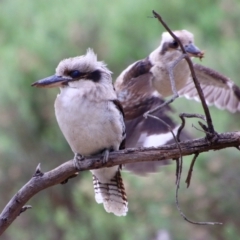 Dacelo novaeguineae (Laughing Kookaburra) at Red Hill to Yarralumla Creek - 25 Aug 2021 by LisaH