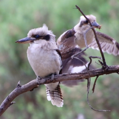 Dacelo novaeguineae (Laughing Kookaburra) at Hughes Grassy Woodland - 25 Aug 2021 by LisaH