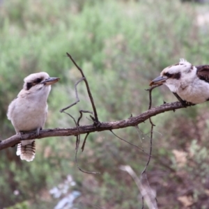 Dacelo novaeguineae at Deakin, ACT - 25 Aug 2021