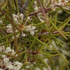 Hakea sericea (Needlebush) at Majura, ACT - 25 Aug 2021 by abread111