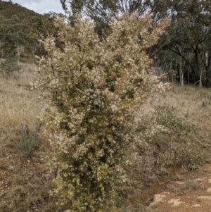 Hakea sericea at Majura, ACT - 25 Aug 2021