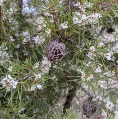 Hakea sericea at Majura, ACT - 25 Aug 2021