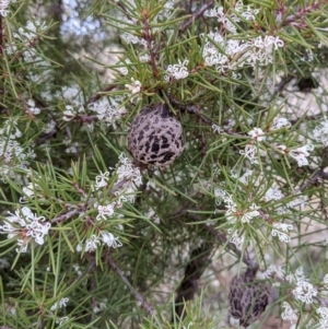 Hakea sericea at Majura, ACT - 25 Aug 2021