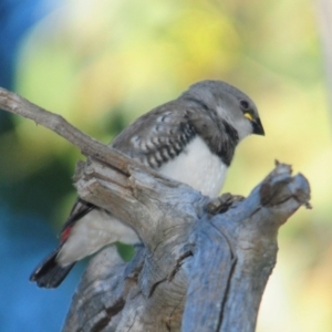 Stagonopleura guttata at Grenfell, NSW - 29 Dec 2012