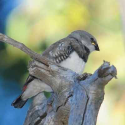 Stagonopleura guttata (Diamond Firetail) at Grenfell, NSW - 29 Dec 2012 by Harrisi