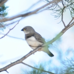 Stagonopleura guttata at Grenfell, NSW - 29 Dec 2012