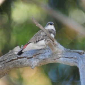 Stagonopleura guttata at Grenfell, NSW - suppressed