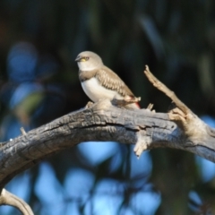 Stagonopleura guttata at Grenfell, NSW - 29 Dec 2012